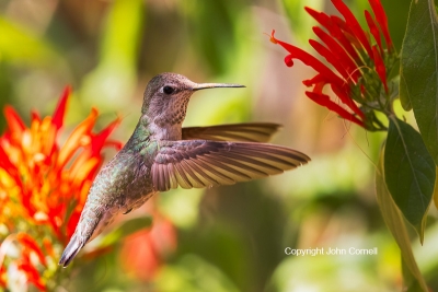 Annas-Hummingbird;Calypte-anna;Female;Flying-Bird;Photography;action;active;alof
